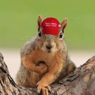 Radicalized Squirrels In MAGA Hats Begin Uprising