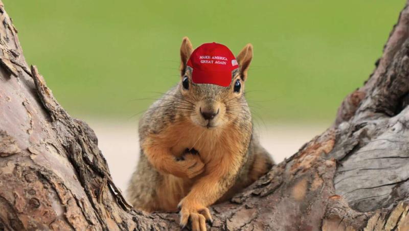 Radicalized Squirrels In MAGA Hats Begin Uprising