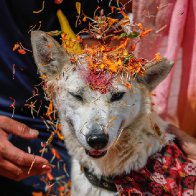 In Nepal, all good dogs are worshipped