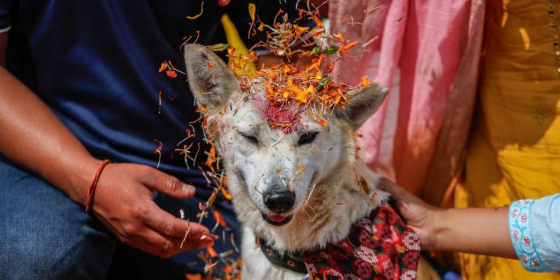 In Nepal, all good dogs are worshipped