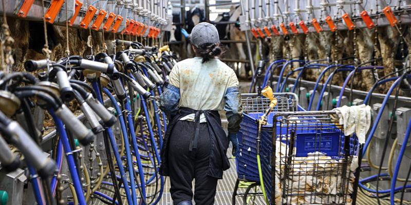 Some may have bird flu infection without any symptoms, CDC reports