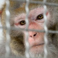 24 more monkeys found after 43 escape from South Carolina research facility