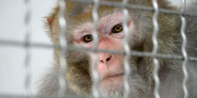 24 more monkeys found after 43 escape from South Carolina research facility