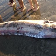 A mythical harbinger of doom washes up on a California beach