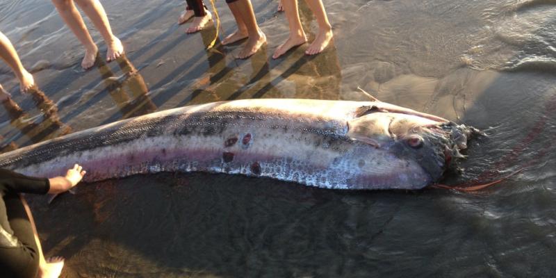 A mythical harbinger of doom washes up on a California beach