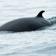 Researchers capture baleen whales for the first time to study their hearing