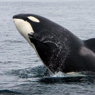 Killer whale spotted balancing a salmon on its head