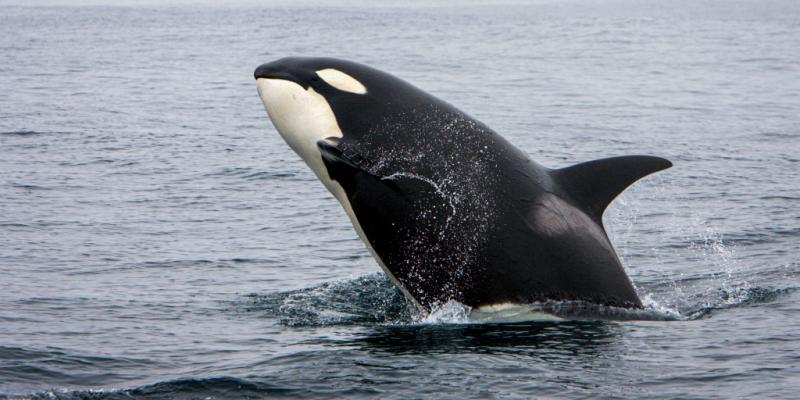 Killer whale spotted balancing a salmon on its head