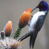 Hummingbirds Living in a Hive Found for the First Time