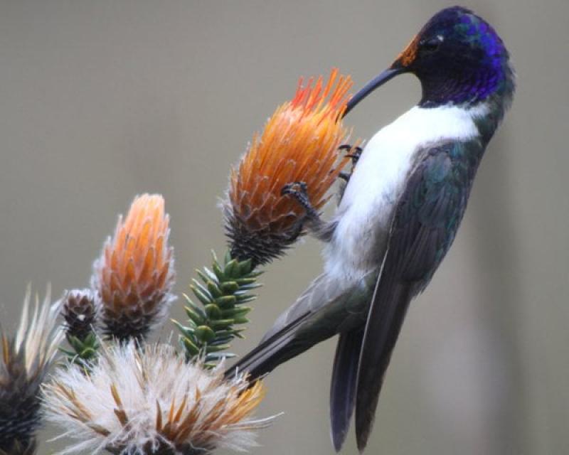 Hummingbirds Living in a Hive Found for the First Time