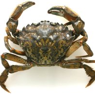 Invasive Crabs Have Taken Over New England. One Solution? Eat Them.