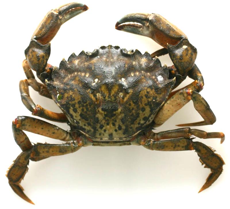 Invasive Crabs Have Taken Over New England. One Solution? Eat Them.