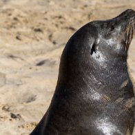 Unprecedented number of sick sea lions being found on L.A.-area beaches