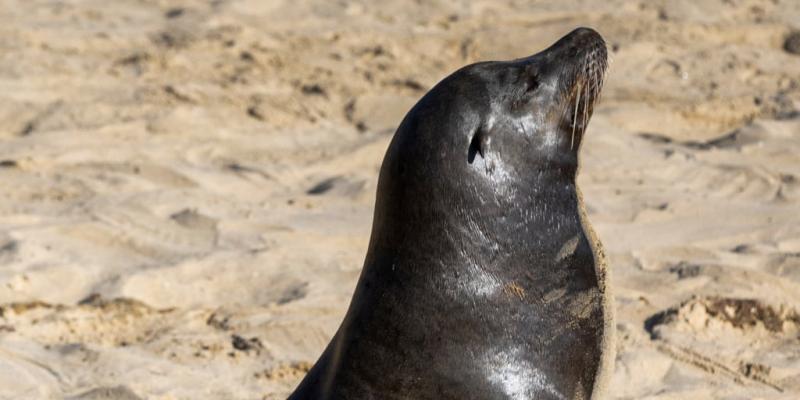 Unprecedented number of sick sea lions being found on L.A.-area beaches