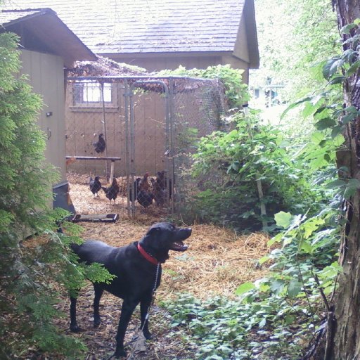 My Shadow Girl chatting with our chickens!