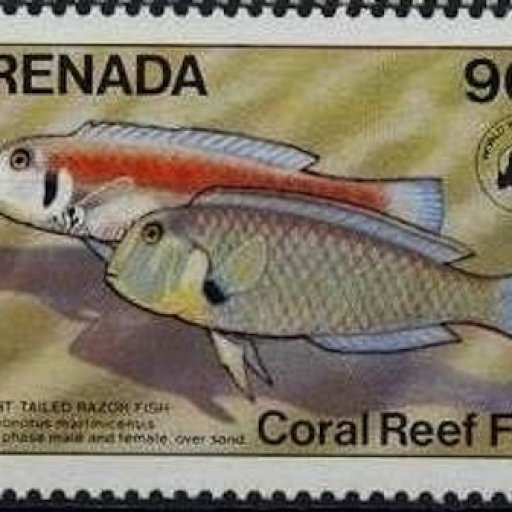 stamp-straight-tailed-razor-fish