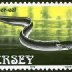 stamp-eel-conger