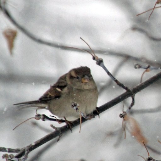 Sparrow In The Snow