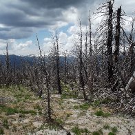 Scorched Windswept Old Growth