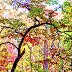 Dogwood Tree in Autumn, Montgomery County, Pennsylvania