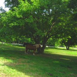 horse-outdoors-IMG_4029-1704x2272-1704x2272.JPG.jpg