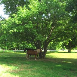 horse-outdoors-IMG_4028-1704x2272-1704x2272.JPG.jpg