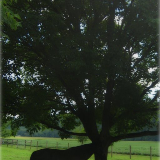 horse-tree-long-IMG_4019