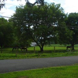 horse-outdoors-IMG_4014-2272x1704.JPG.jpg