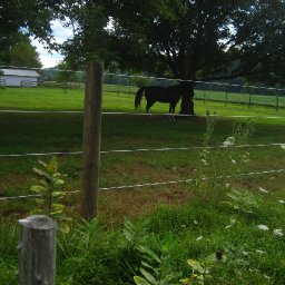 horse-outdoors-IMG_4018-2272x1704.JPG.jpg