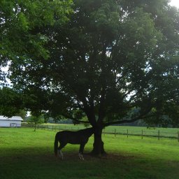 horse-outdoors-IMG_4019-1704x2272.JPG.jpg