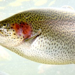 uigagu_trout152.jpg