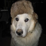 Dawg Hat