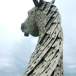 kelpie].jpg