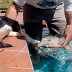 baby-dolphin