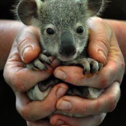 baby-koala_1.jpg