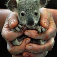 baby-koala_1