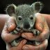 baby-koala_1