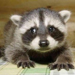 babyracoon.jpg