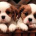 cute-puppies