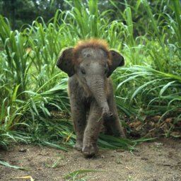 baby-asian-elephant_227_600x450.jpg