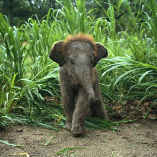 baby-asian-elephant_227_600x450