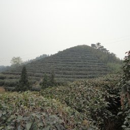 Tea Mountain.JPG.jpg