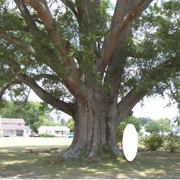 Roseboro Tree.jpg