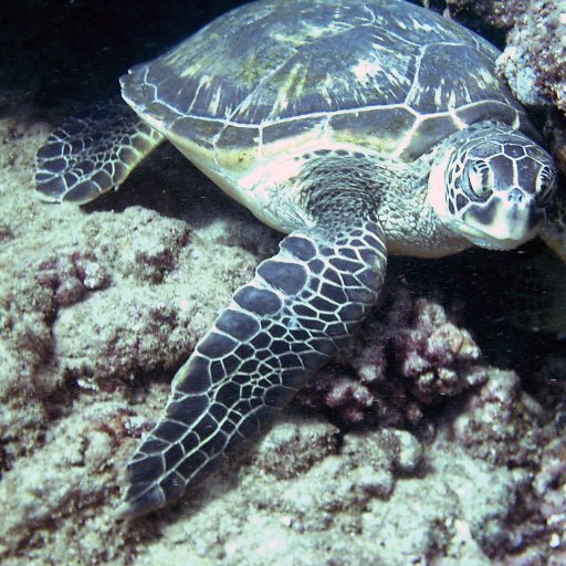 Turtle1