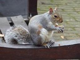 Eastern_Grey_Squirrel_in_Bunhill_Fields.jpg