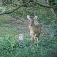 Sweet doe outside our bedroom window July 2012