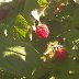 sunlitraspberry