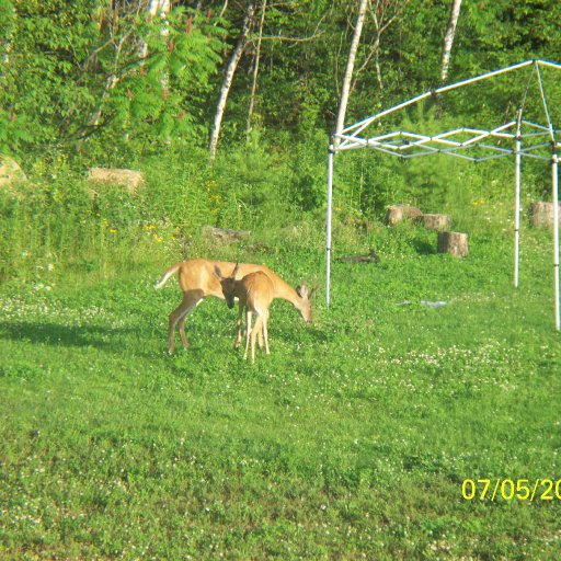 Deer in Backyard