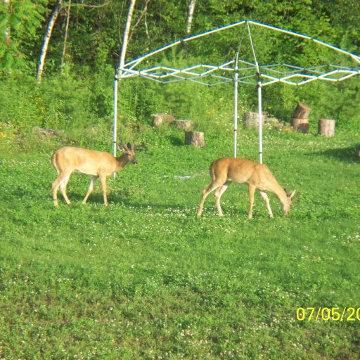 Deer in backyard3