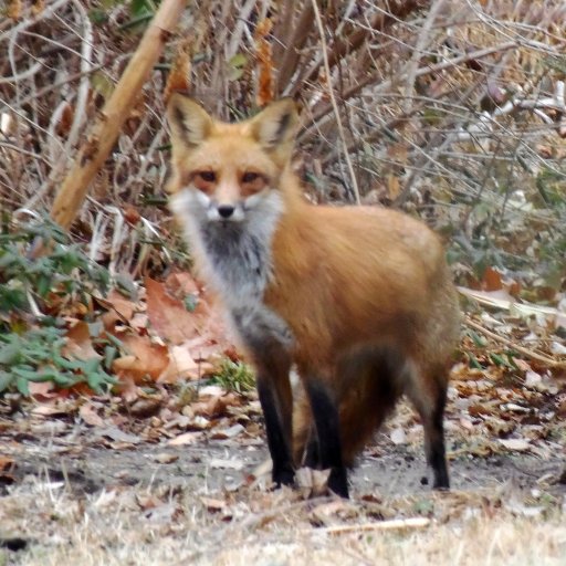 Fox in my Backyard